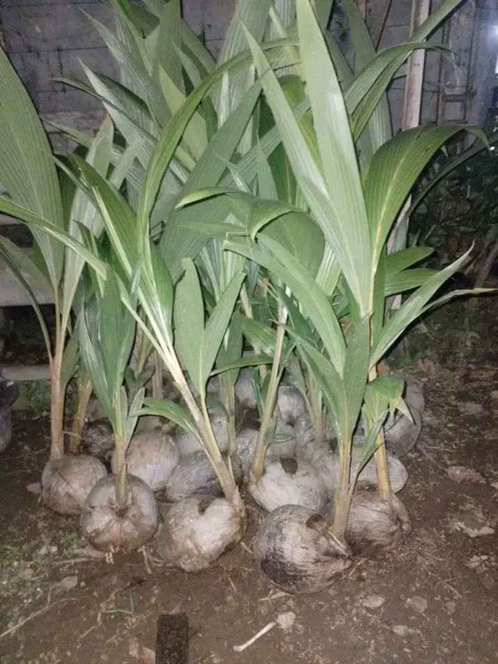 Harga Bibit Kelapa Kopyor Genjah